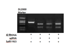 SpCas9ͻSpRY-NLS