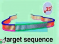 PCR (43)