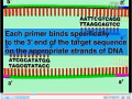 ѧPCR (21)