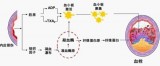 Bioporto凝血过程研究——西宝生物专业代理Bioporto产品-张红18301893121